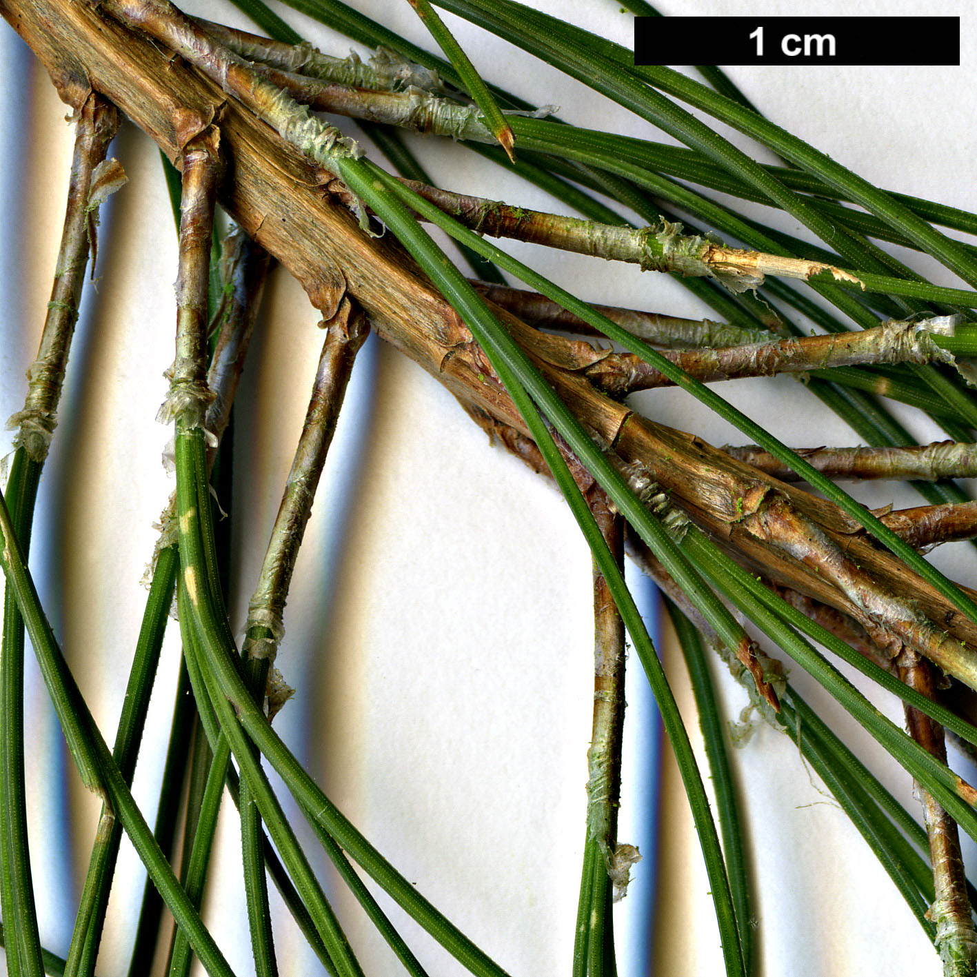 High resolution image: Family: Pinaceae - Genus: Pinus - Taxon: tecunumanii 